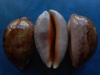 Schelpen: Cypraea rosea ultraviola Lorenz & Br gem 65-71mm, Verzenden, Schelp(en)
