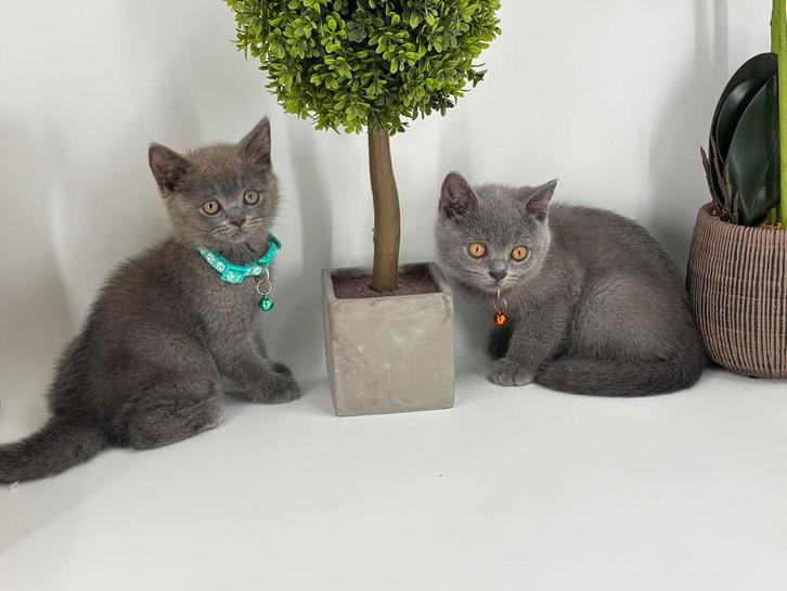 Brits Korthaar kittens / Britse Korthaar kittens, Dieren en Toebehoren, Katten en Kittens | Raskatten | Korthaar, Meerdere dieren