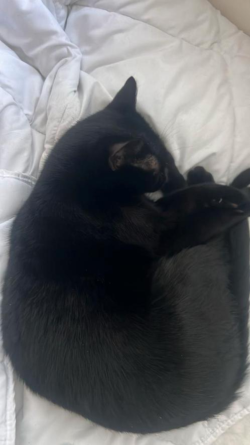 GEZOCHT LIEVE POES Help, Verzamelen, Poesieplaatjes, Ophalen of Verzenden