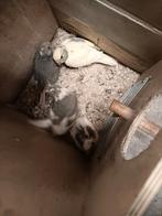 Jonge kakarikies 5 weken oud, Dieren en Toebehoren, Vogels | Parkieten en Papegaaien, Parkiet