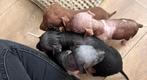American Hairless terrier pups, Dieren en Toebehoren, Overige rassen, CDV (hondenziekte), 8 tot 15 weken, Meerdere dieren