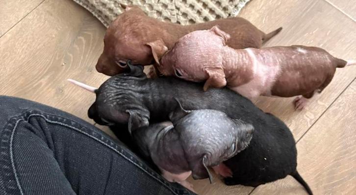 American Hairless terrier pups, Dieren en Toebehoren, Honden | Jack Russells en Terriërs, Meerdere dieren, Overige rassen, Particulier