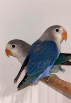 Mooie Baby Agapornis Fischerie, Dieren en Toebehoren, Meerdere dieren, Dwergpapegaai of Agapornis, Tam