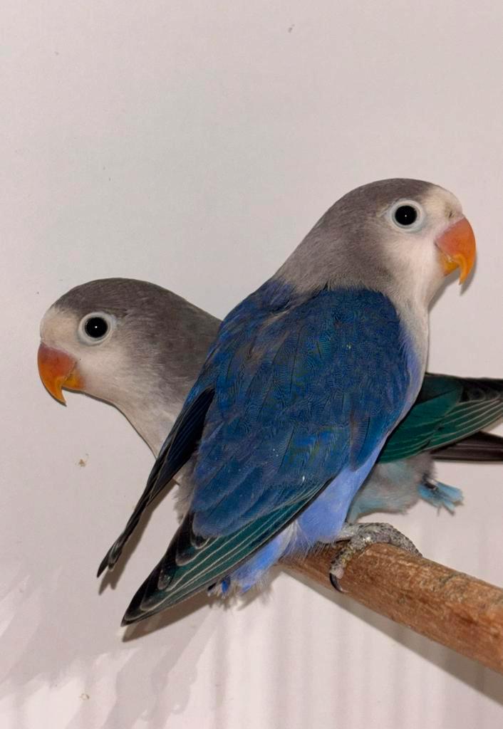 Mooie Baby Agapornis Fischerie, Dieren en Toebehoren, Vogels | Parkieten en Papegaaien, Dwergpapegaai of Agapornis, Meerdere dieren