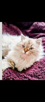 Super mooie Ragdoll kater Langharig, Dieren en Toebehoren, Kater, Ontwormd, 0 tot 2 jaar