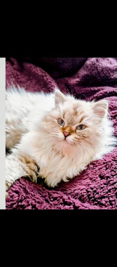 Super mooie Ragdoll kater Langharig, Dieren en Toebehoren, Katten en Kittens | Raskatten | Langhaar, Kater, 0 tot 2 jaar, Ontwormd