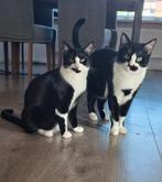 Katten, Poes