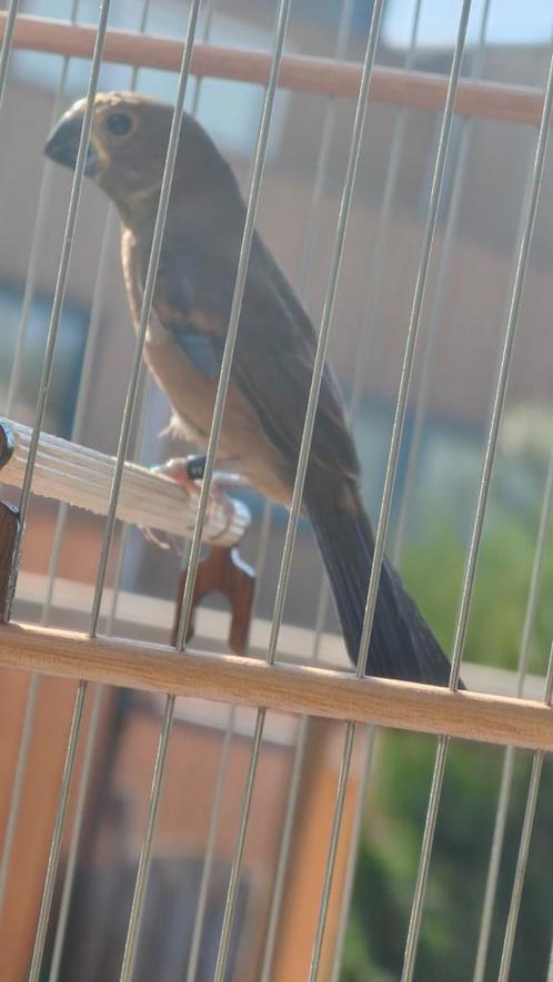 Twatwa brashong. Jongeman. 11 weken oud. Bicudo, incl. Kooi, Dieren en Toebehoren, Vogels | Overige Vogels, Tropenvogel, Mannelijk