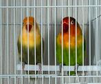 Agapornis (dwergpapegaai), Dieren en Toebehoren, Vogels | Parkieten en Papegaaien, Geslacht onbekend, Dwergpapegaai of Agapornis