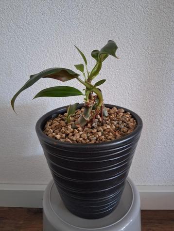 Philodendron plant in keramieke pot opgemaakt in vulcastrat  beschikbaar voor biedingen