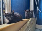 Kittens, Dieren en Toebehoren, Ophalen of Verzenden, Zo goed als nieuw