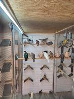 Grote parelhals tortels, Dieren en Toebehoren, Vogels | Duiven, Meerdere dieren, Overige soorten