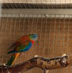 Te koop een turquoisine parkiet man, Dieren en Toebehoren, Vogels | Parkieten en Papegaaien, Mannelijk, Parkiet, Geringd