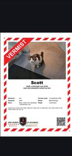 VERMIST onze kater Scott, Dieren en Toebehoren, Kat