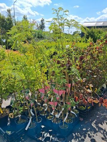 Albizia julibrissin, 150cm hoog, slaapboom ACTIE!!  beschikbaar voor biedingen