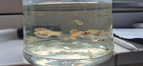 Groepje japanse entler guppen, Dieren en Toebehoren, Vissen | Aquariumvissen, Vis