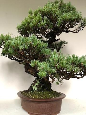 Pinus Pentaphylla Bonsai beschikbaar voor biedingen