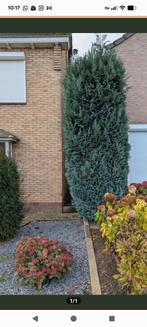 Boom, Tuin en Terras, Ophalen of Verzenden, Volle zon, Overige soorten