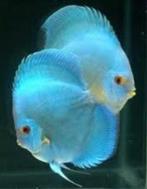 Nieuw binnen!!! Stöcker discusvissen!!!, Dieren en Toebehoren, Vissen | Aquariumvissen, Vis