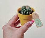Sofia Cactus, Cactus, In pot, Ophalen