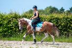 Zeer BRAVE DRACHTIGE en apart knappe D pony!!, Dieren en Toebehoren, Pony's, B, Springpony, 3 tot 6 jaar, D pony (1.37m tot 1.48m)