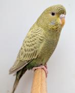 Blackface dun fallow/blackwing dunfallow/blackface,blackwing