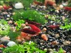 Bloody Mary Neocaridina Garnaaltjes, verzenden mogelijk, Kreeft, Krab of Garnaal, Zoetwatervis