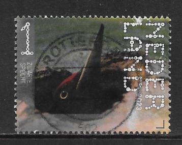 2023, Oisterwijk, Zwarte Specht [4142] (K1304) beschikbaar voor biedingen