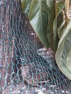 Chinese dwergkwartels 1 man en 2 vrouwen, Dieren en Toebehoren, Pluimvee, Meerdere dieren, Overige soorten