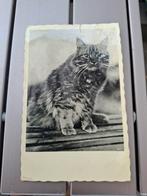 Vintage kaart poes 1934, Verzamelen, Ansichtkaarten | Dieren, Ophalen of Verzenden, 1920 tot 1940, Gelopen, Hond of Kat