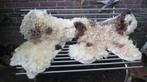 2 gevilte vachten Jacobschaap, mooi tweetal, wol, Verzenden, Nieuw
