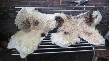 2 gevilte vachten Jacobschaap, mooi tweetal, wol beschikbaar voor biedingen