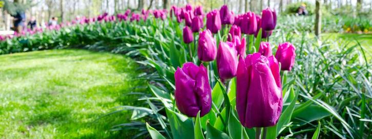 Tuinman aangeboden, Diensten en Vakmensen, Tuinmannen en Stratenmakers, Bestrating, Tuinonderhoud of Snoeiwerk, Garantie