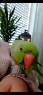 2 fantastische vogeltjes met kooi en toebehoren, Dieren en Toebehoren, Parkiet, Tam