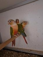 Pyrrhura molinea, Dieren en Toebehoren, Meerdere dieren, Parkiet