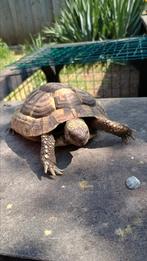 Testudo Hermanni Boettgeri (man), Dieren en Toebehoren, Reptielen en Amfibieën, Schildpad, 7 tot 10 jaar