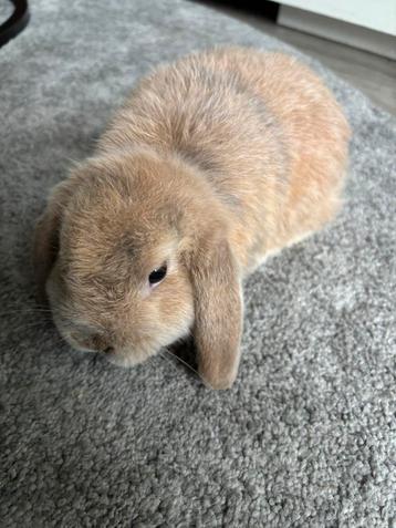 Kruising minilops NHD rammelaar beschikbaar voor biedingen