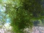 Guppygras, Dieren en Toebehoren, Vissen | Aquaria en Toebehoren, Ophalen of Verzenden, Nieuw, Plant(en), Steen of Hout
