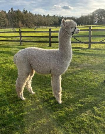alpacahengst beschikbaar voor biedingen