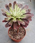 Aeonium Ink Painting, Vetplant, Ophalen of Verzenden, Minder dan 100 cm, Volle zon