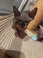 Prachtig sphynx meisje uit geteste ouders  ! 💕, Dieren en Toebehoren, Katten en Kittens | Raskatten | Korthaar, Poes, Gechipt