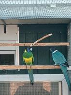 Port Lincoln man split blauw, Dieren en Toebehoren, Mannelijk, Parkiet