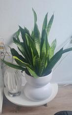 Mooie Sansevieria in witte pot, Kunststof, Mand, Rond, Ophalen of Verzenden