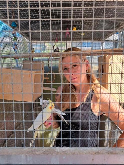 Handtamme valkparkieten (lees beschrijving!), Dieren en Toebehoren, Vogels | Parkieten en Papegaaien, Parkiet, Meerdere dieren