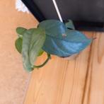 epipremnum cebu blue stek nr 60, Ophalen of Verzenden, Halfschaduw, Minder dan 100 cm