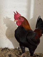 Oud Engelse vechtkrielen, Dieren en Toebehoren, Pluimvee, Meerdere dieren, Kip