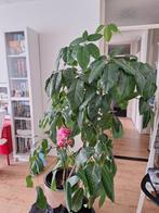 Groote kamerplant, Huis en Inrichting, Ophalen, Overige soorten, In pot, 150 tot 200 cm