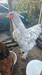 Brahma haan, event ruilen tegen Hollandse Blauwe haan, Dieren en Toebehoren, Pluimvee, Mannelijk, Kip