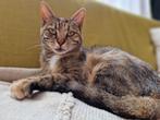 Lieve poes Sennie adoptie, Poes, Kortharig, 3 tot 5 jaar