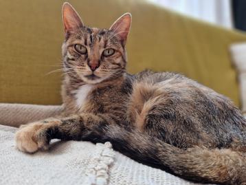 Lieve poes Sennie adoptie beschikbaar voor biedingen